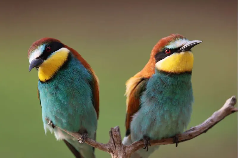 final-three-episodes-of-nat-geos-incredible-animal-1