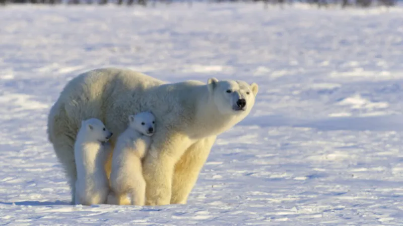 Ep102_PolarParenting_IncredibleAnimalJourneys_HD_0002-1000x563